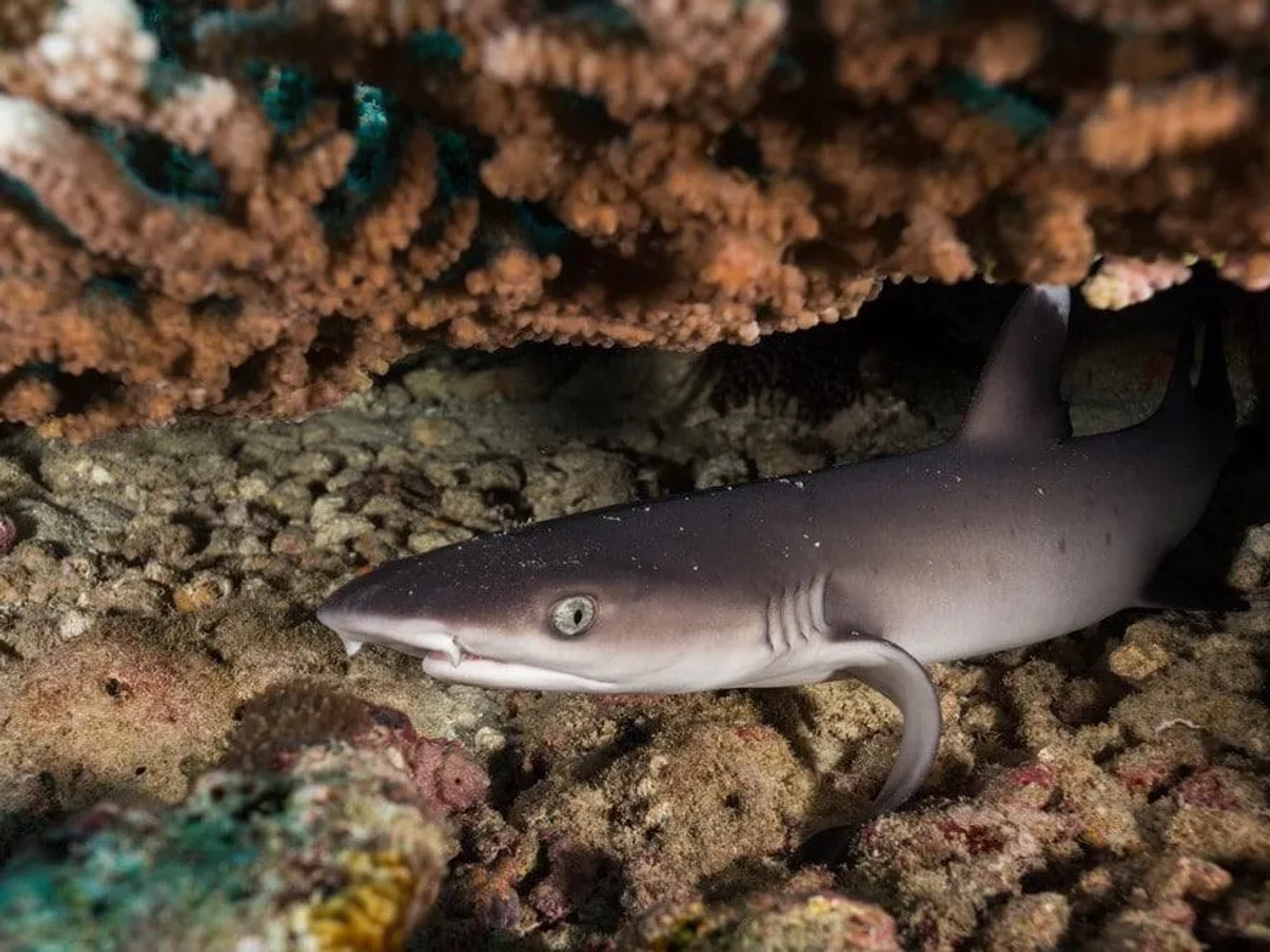 hacer snorkel en Islas Galápagos