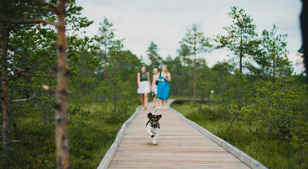 seguro de viaje para perro y gato