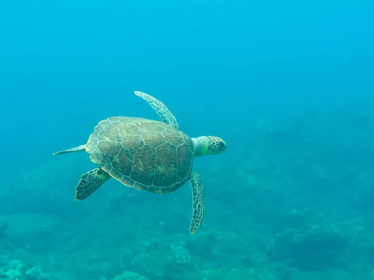 esnórquel con tortugas