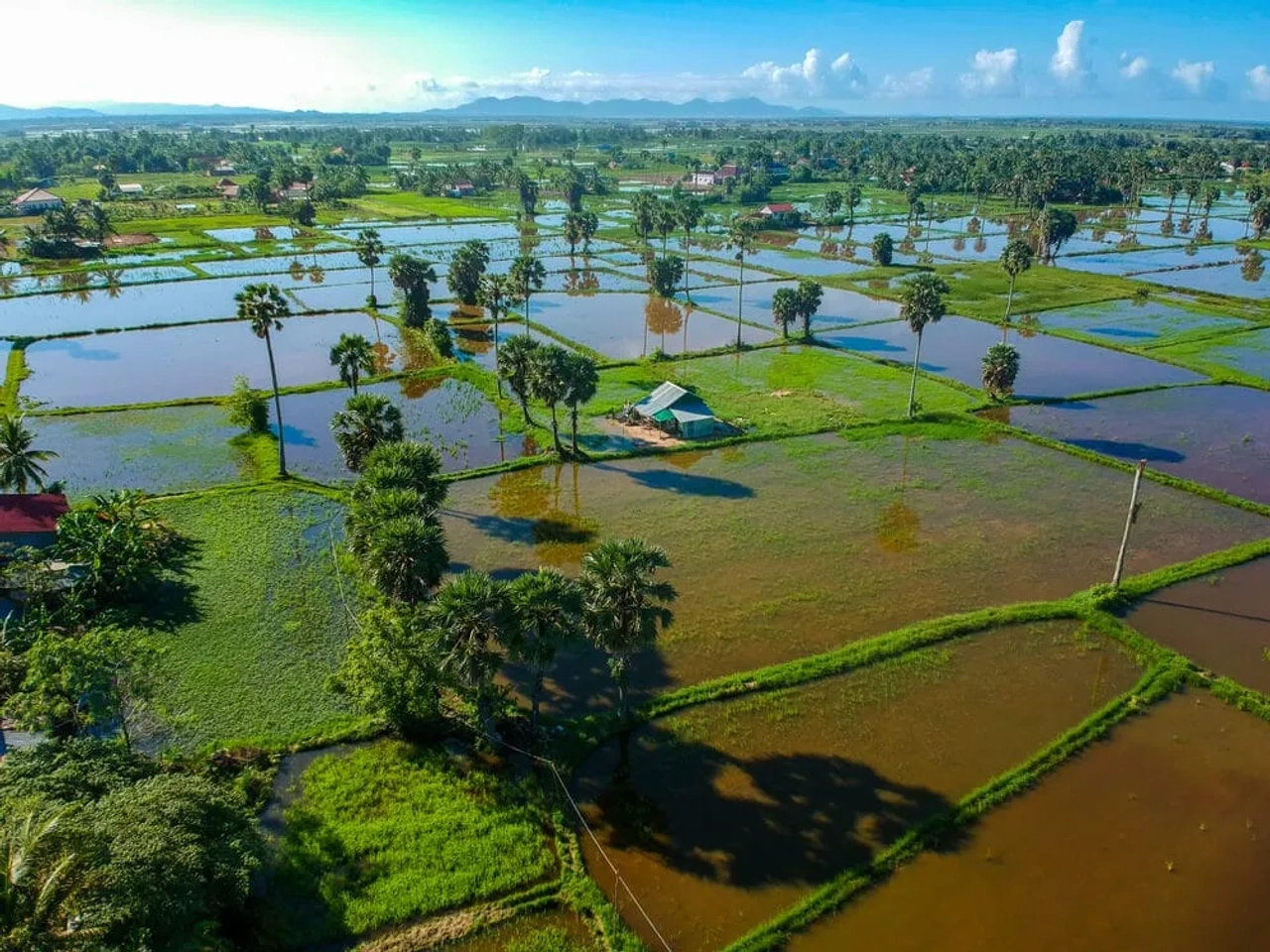 arrozais da cidade de kampot