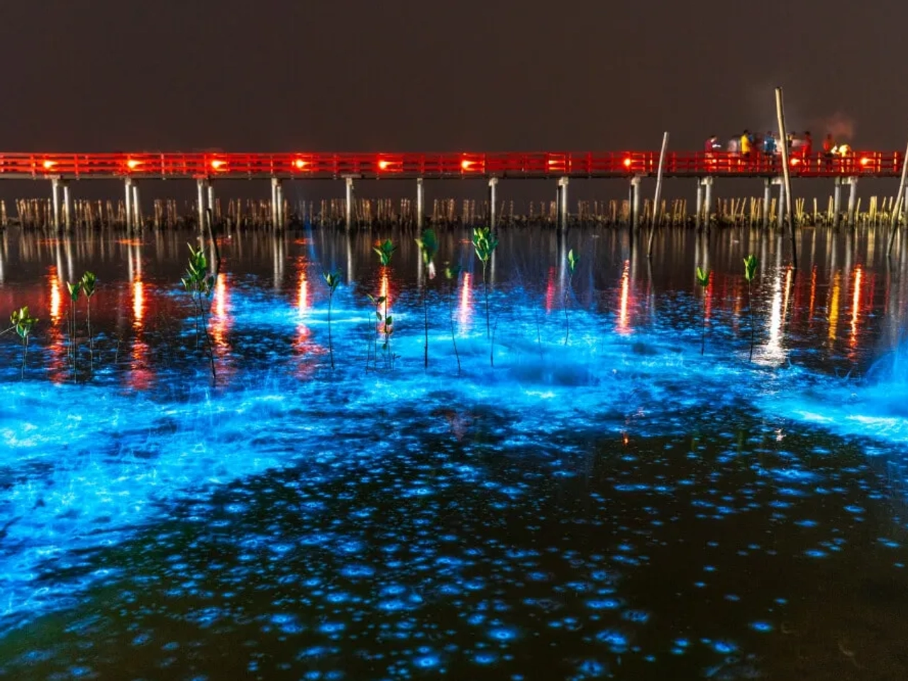 plancton bioluminescente numa praia do camboja