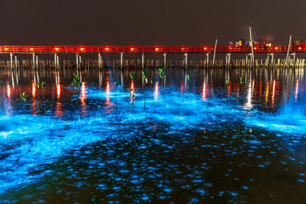 plancton bioluminescente numa praia do camboja