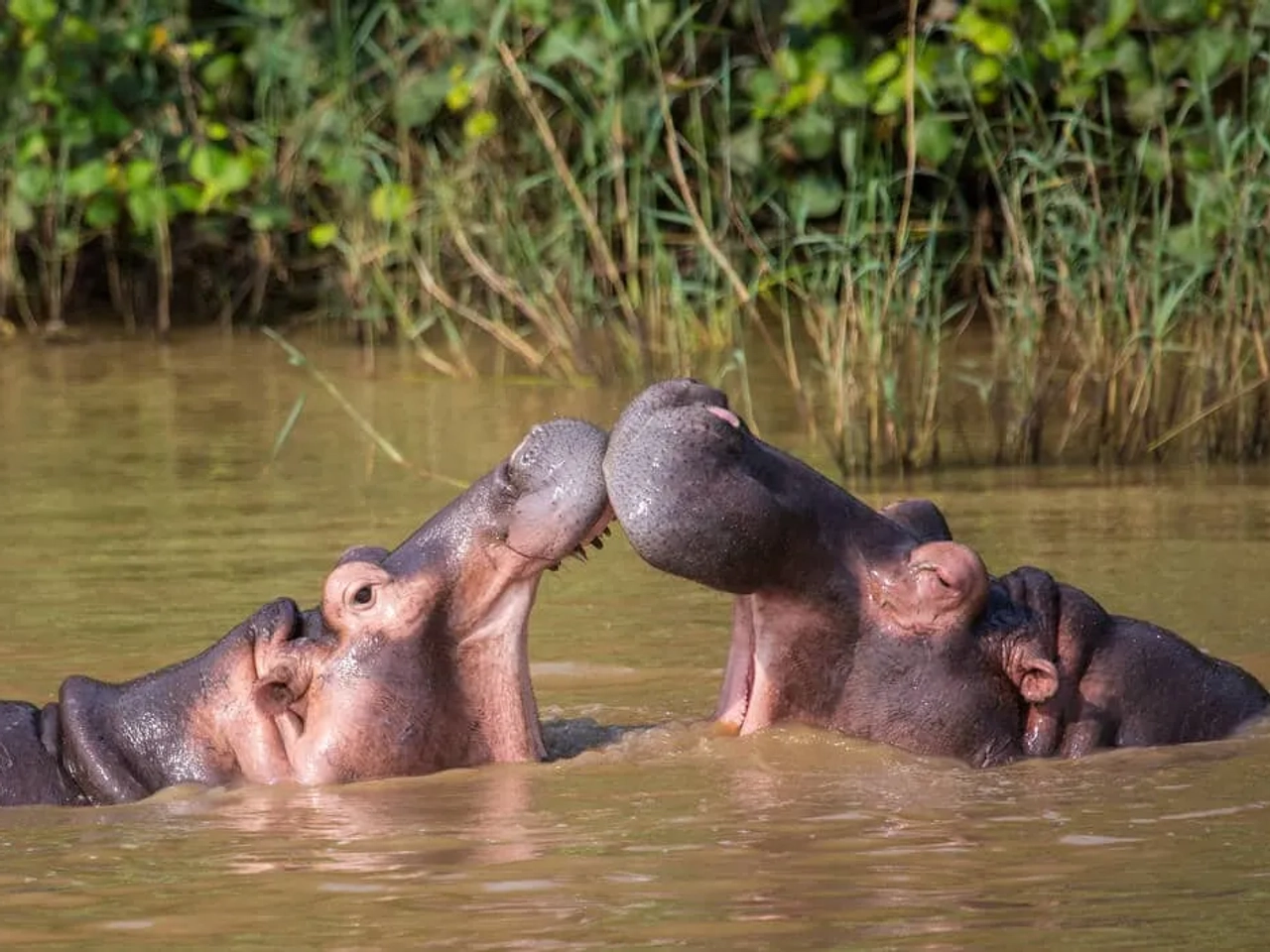 parque iSimangaliso africa sul