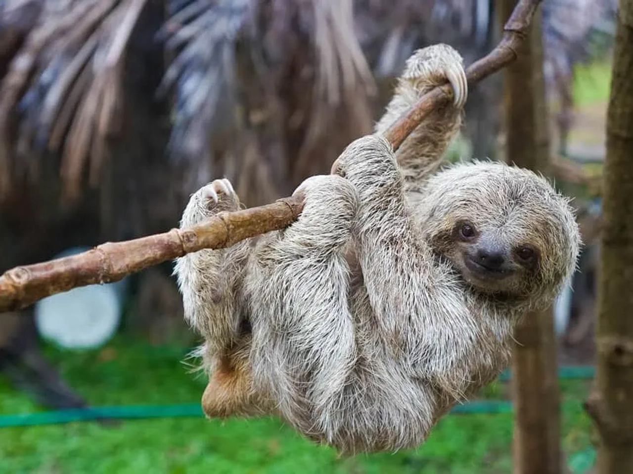parque nacional do corcovado