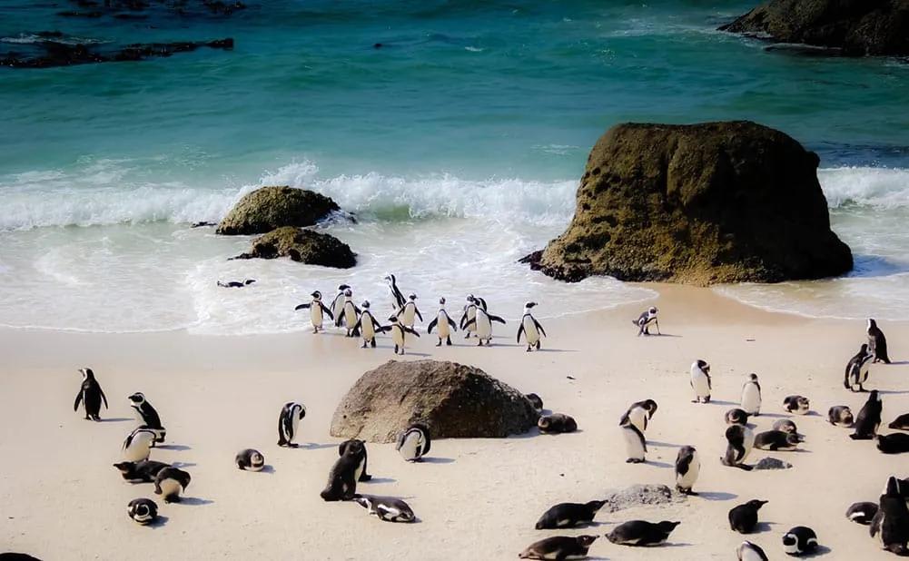 qué póliza médica internacional para sud África 