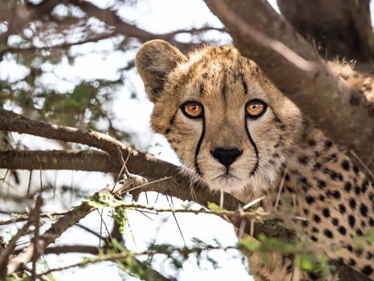 guepardo en Parque Nacional Kruger