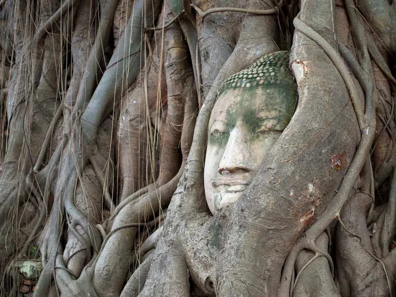 cabeza de Buda atrapada por las raíces de un árbol