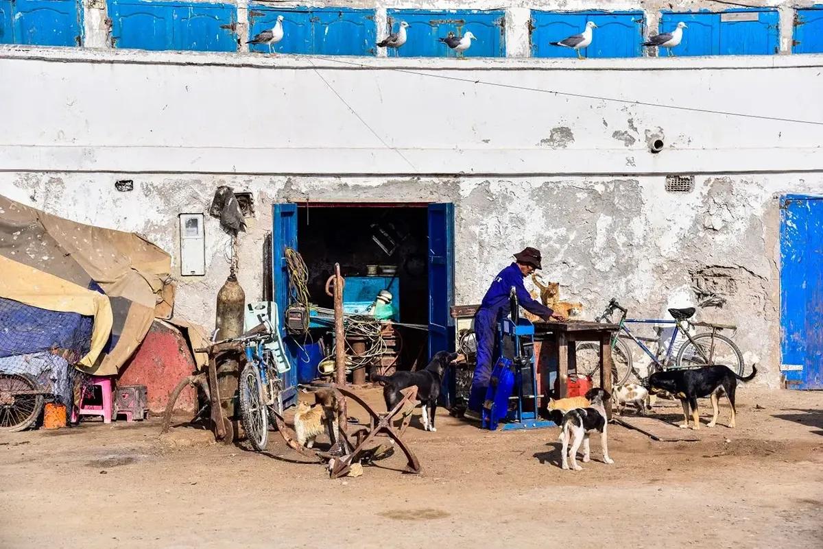 Cani e gatti in una strada di Essaouira, Marocco, nella sezione dedicata al rischio rabbia e al contatto con animali.