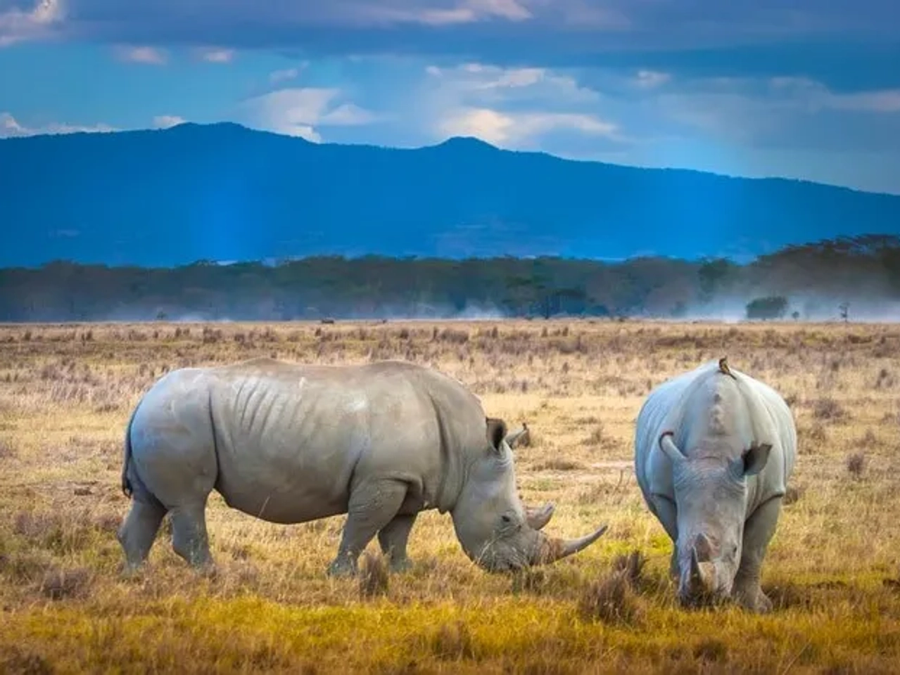 Dos rinocerontes blancos pastando en una llanura con montañas al fondo.