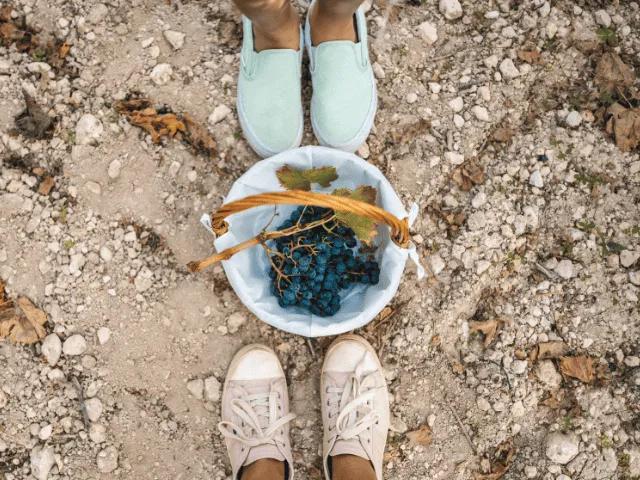 dois pares de pes com sapatilhas e uma taça de uvas