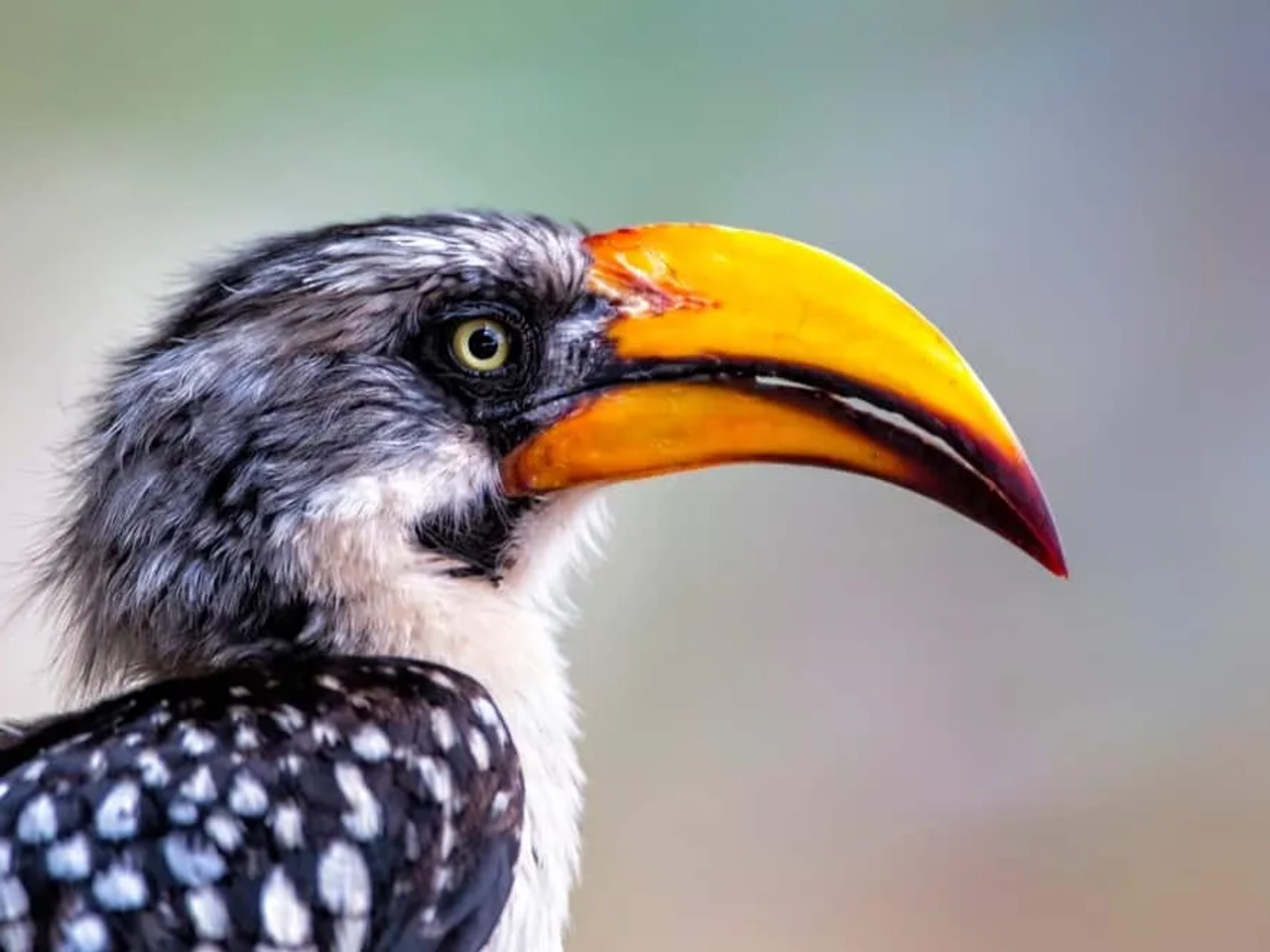 Reserva Nacional de Samburu