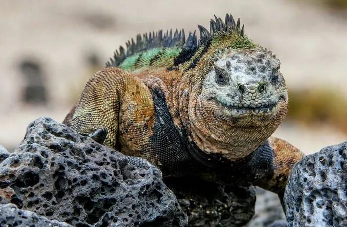 Iguana marina sobre rocas en las Islas Galápagos, destacando su colorido y textura.