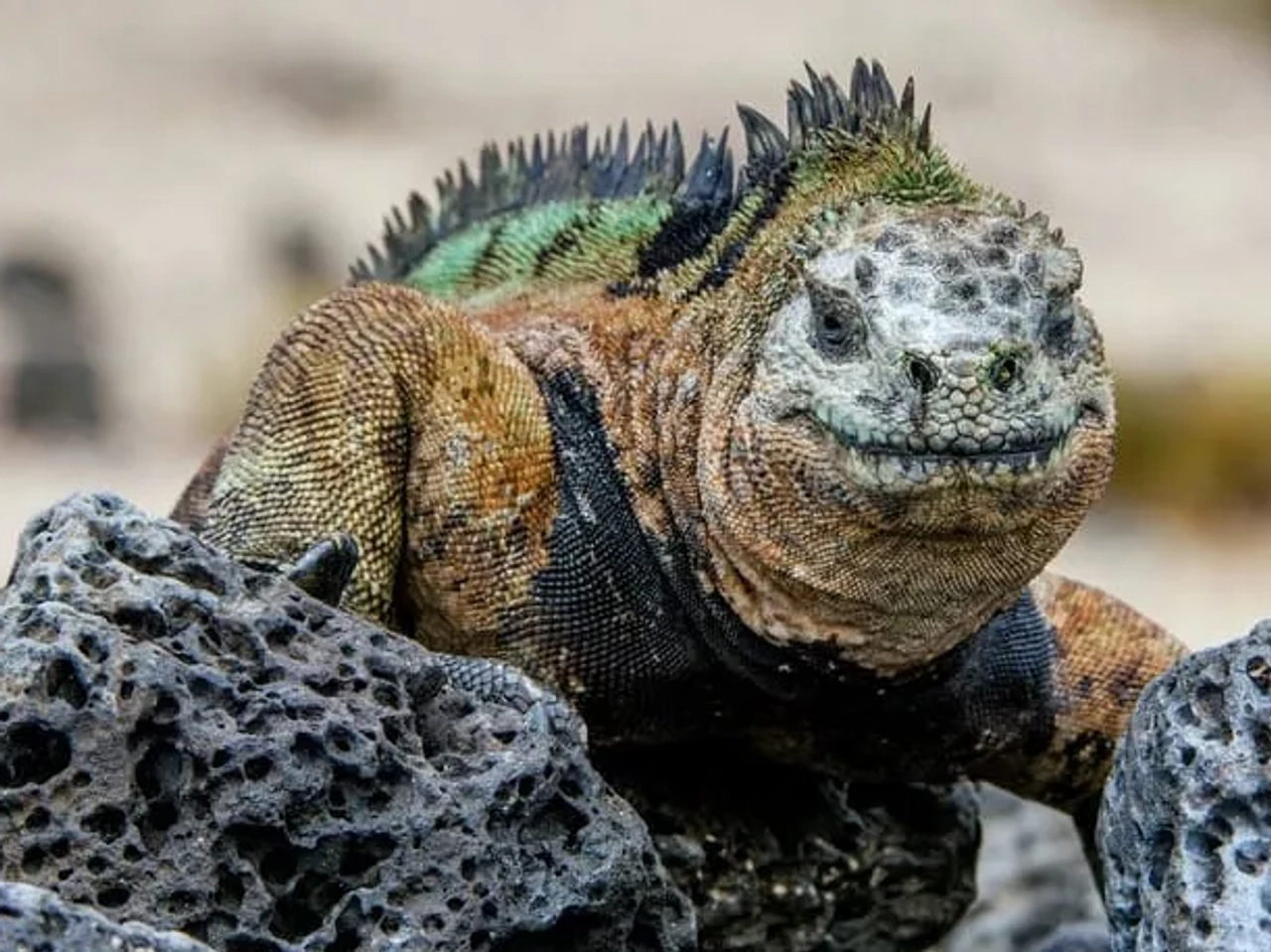 Iguana marina sobre rocas en las Islas Galápagos, destacando su colorido y textura.