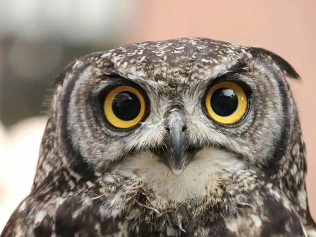 Búho con grandes ojos amarillos, símbolo de turismo irresponsable con animales.