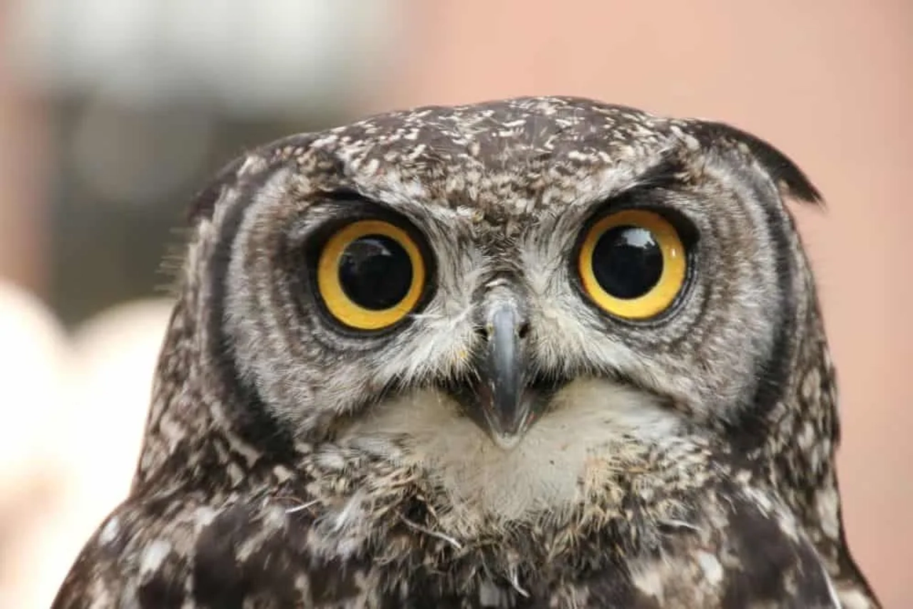Búho con grandes ojos amarillos, símbolo de turismo irresponsable con animales.