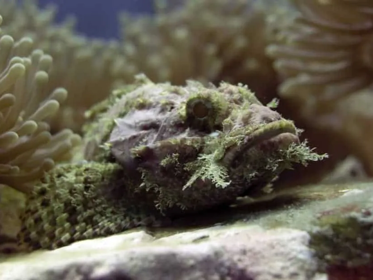 peixe no fundo do mar em koh tao na tailandia