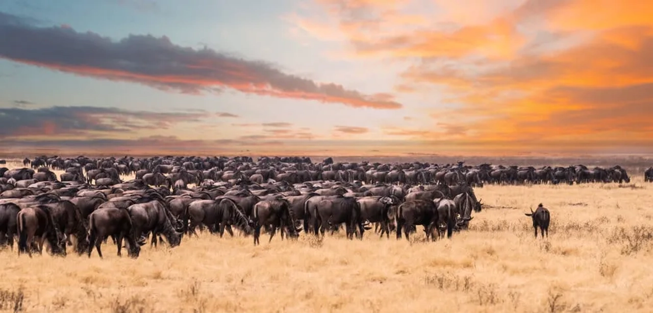 migraçao de bufalos no parque do serengeti