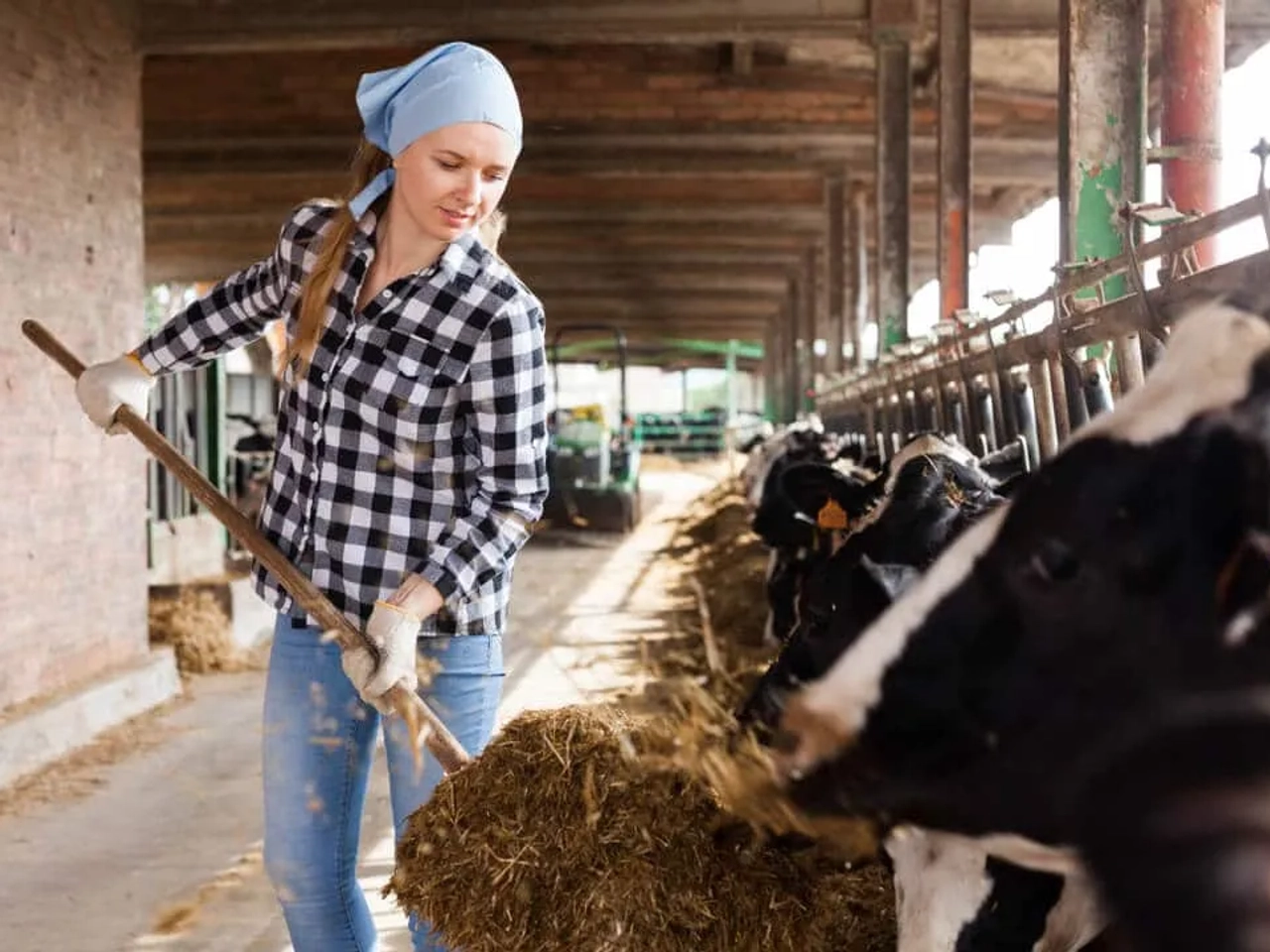 mulher trabalha numa vacaria