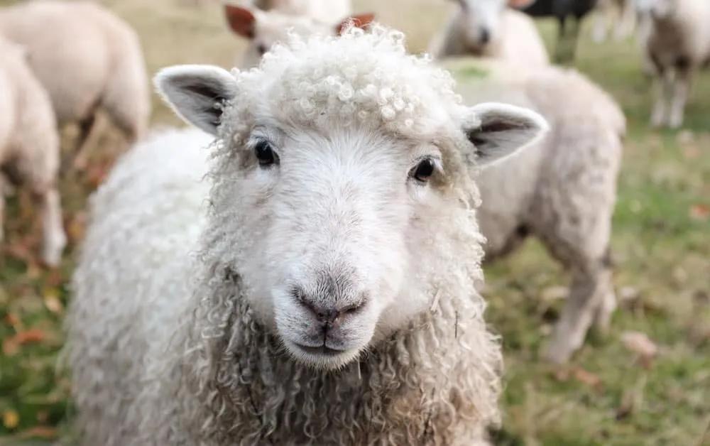 Seguro de viaje a Irlanda