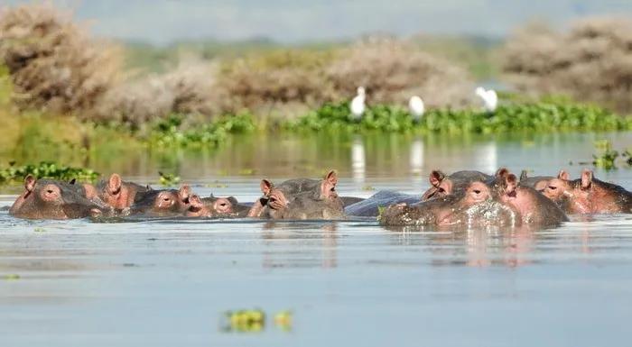 Lago Naivasha