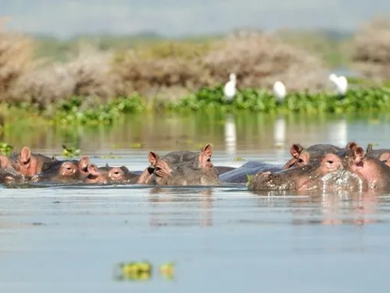 Lago Naivasha