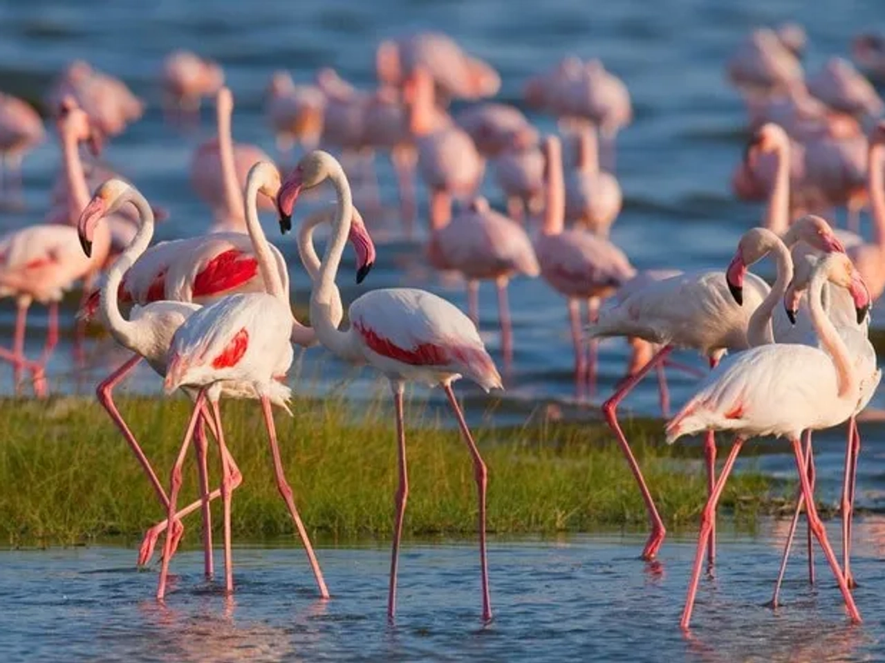Parque nacional Lago Nakuru
