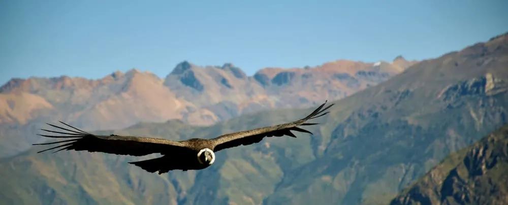 Un cóndor pasa en el Cañón del Colca. Mejor verlo con tu seguro de viaje a Perú