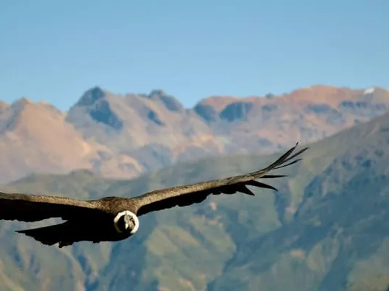Un cóndor pasa en el Cañón del Colca. Mejor verlo con tu seguro de viaje a Perú