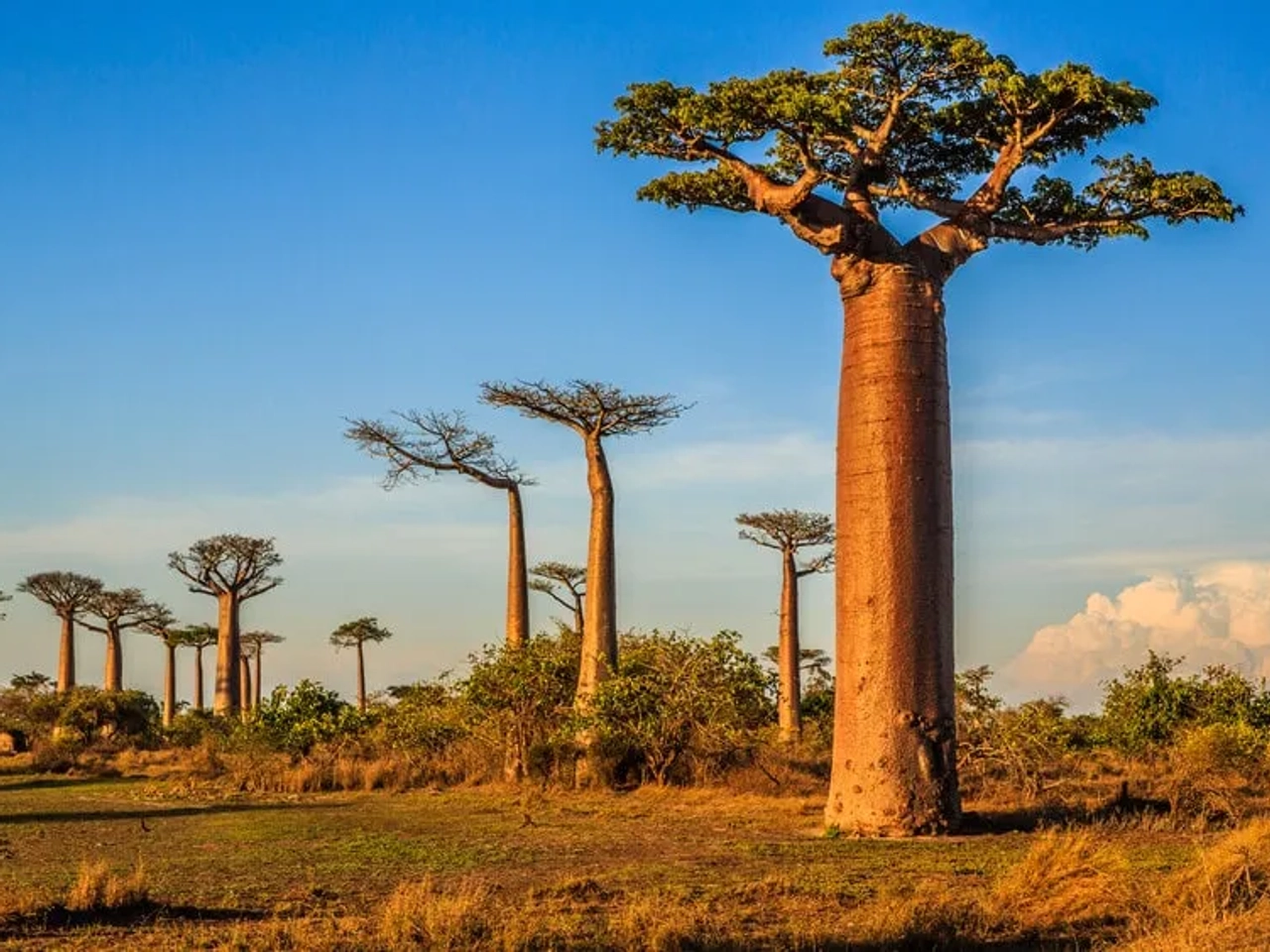 avenida dos baobabs madagascar