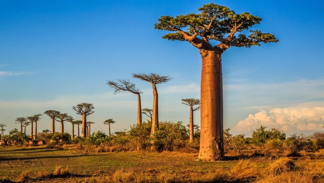 avenida dos baobabs madagascar
