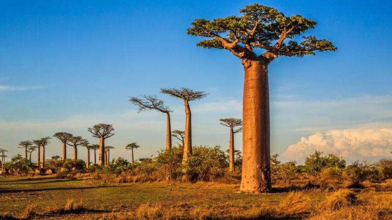 Roteiro de viagem Madagáscar de 15 dias