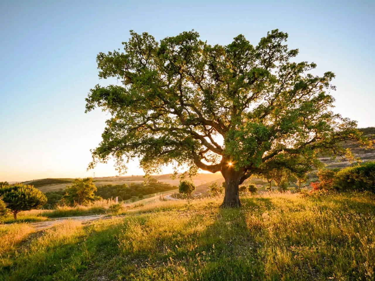 sobreiros tipicos dos montes alentejanos