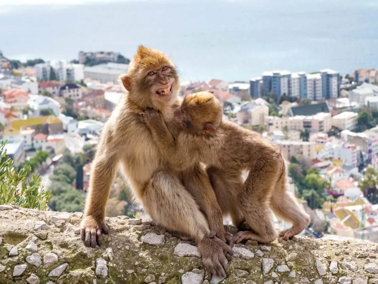 dupla de macacaos com gibraltar ao fundo