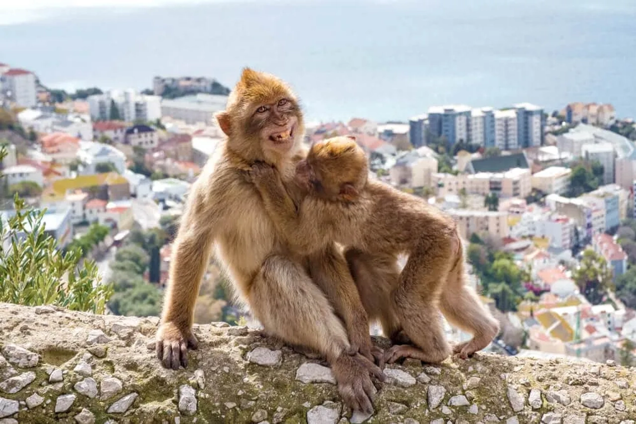 dupla de macacaos com gibraltar ao fundo