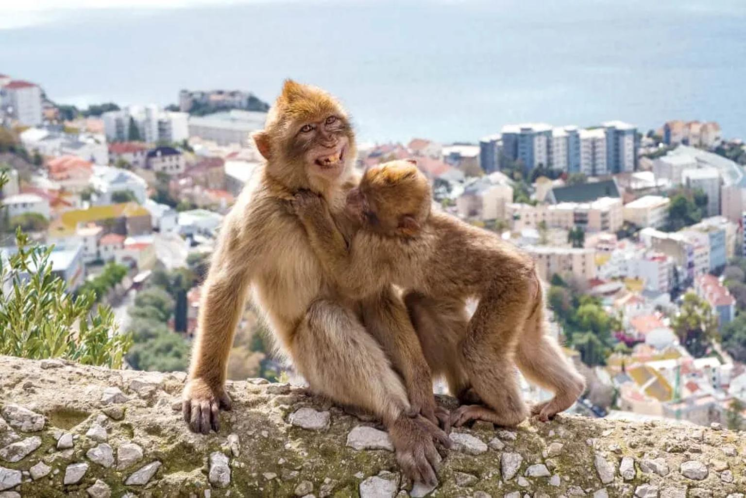 dupla de macacaos com gibraltar ao fundo