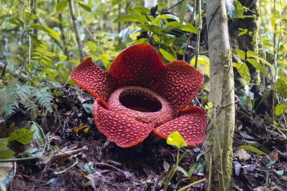 raflesia a maior flor do mundo