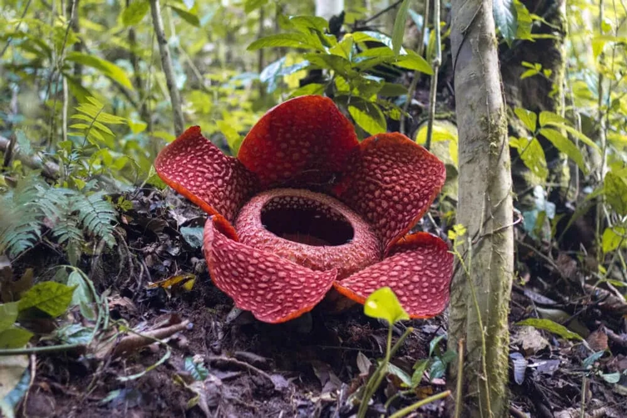 raflesia a maior flor do mundo