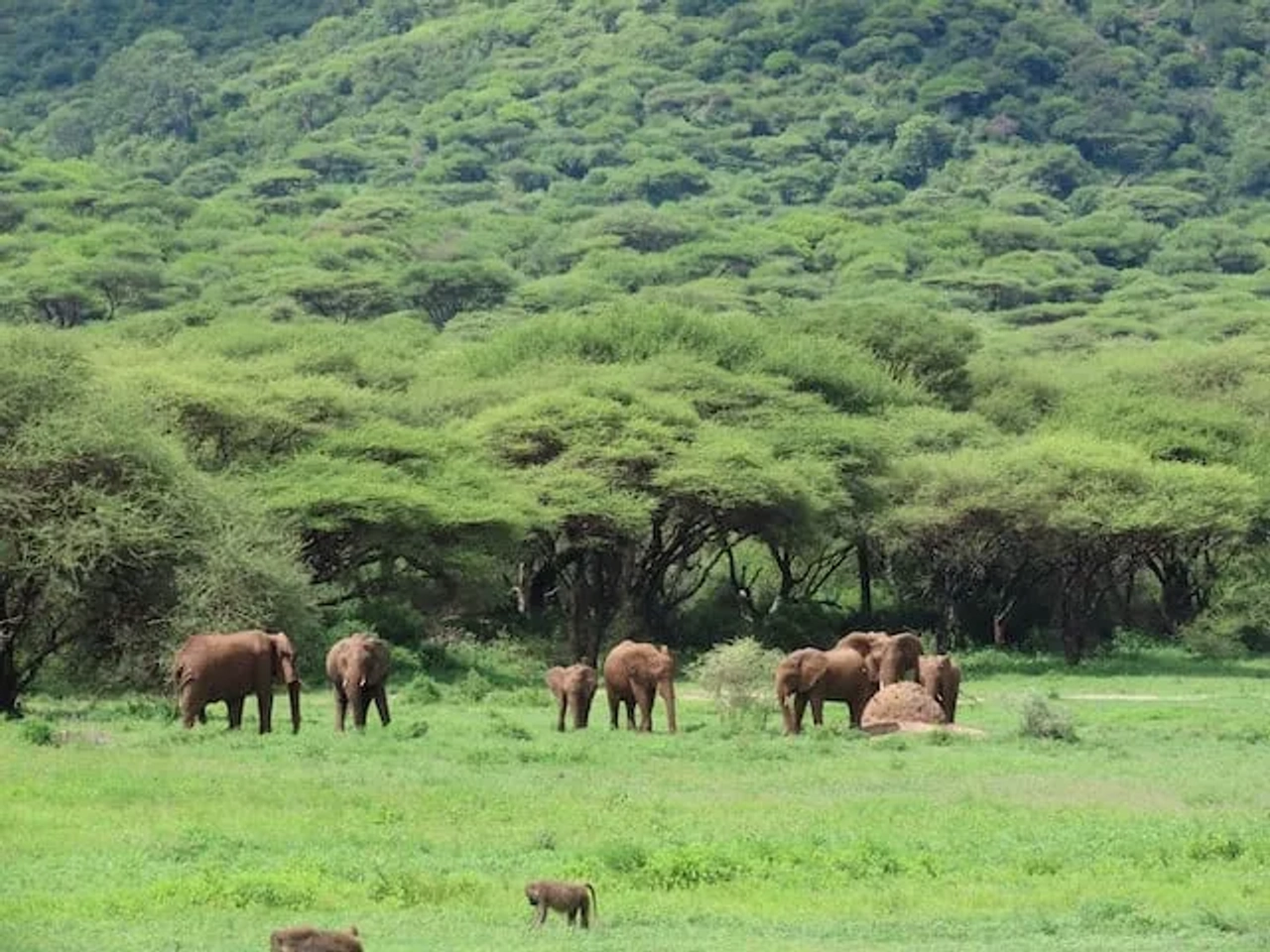 elefantes no meio de um prado verde em Crater Highlands, Ngorongoro, Tanzania