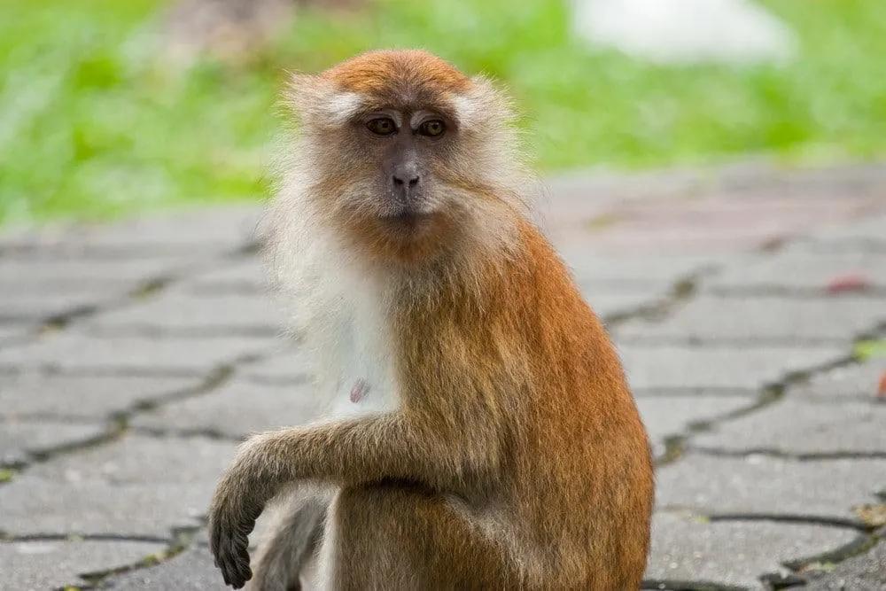 jardin botánico de Penang