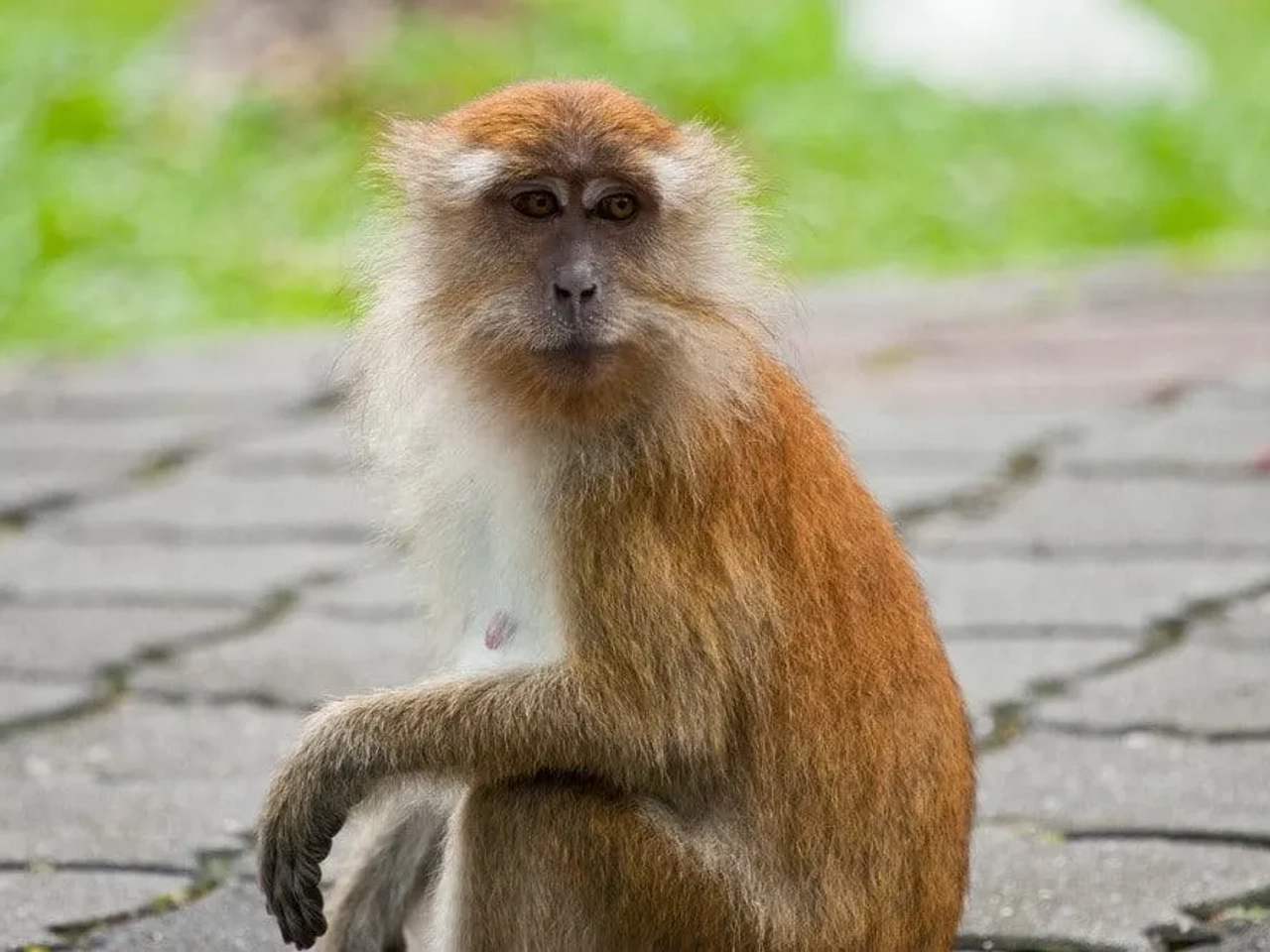 jardin botánico de Penang