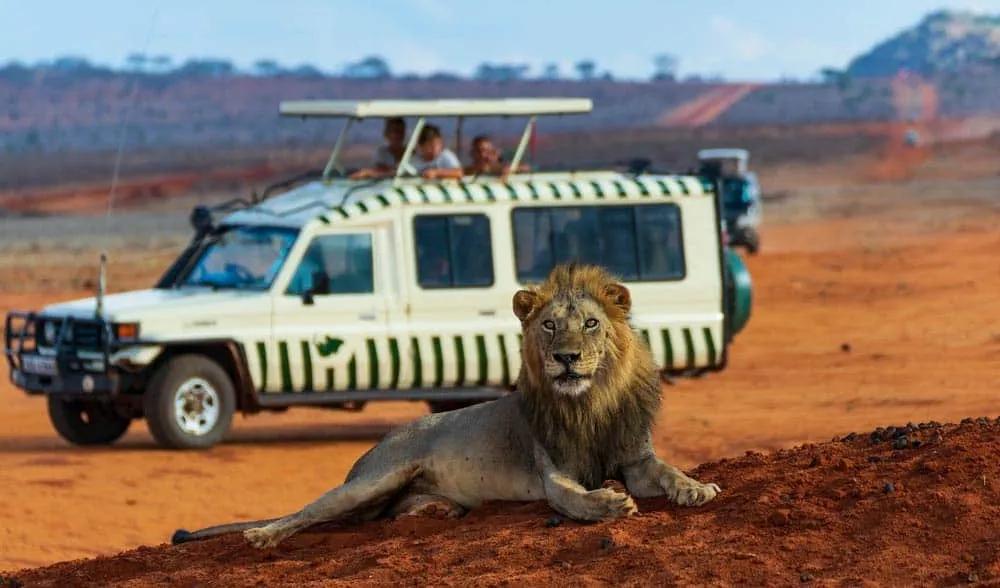 cobertura de accidentes en safari