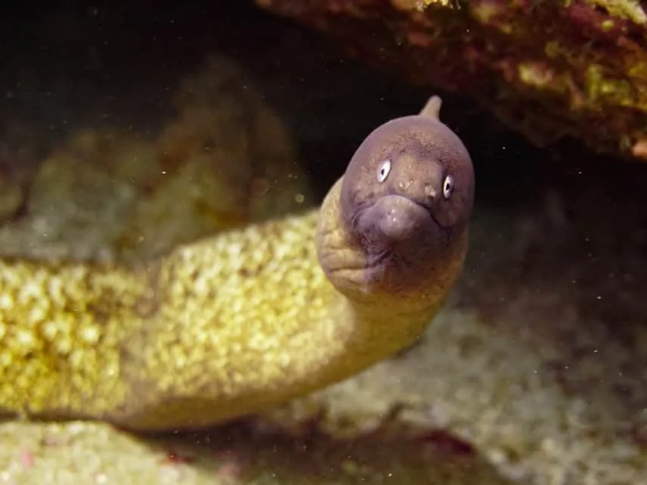 bucear en Koh Tao
