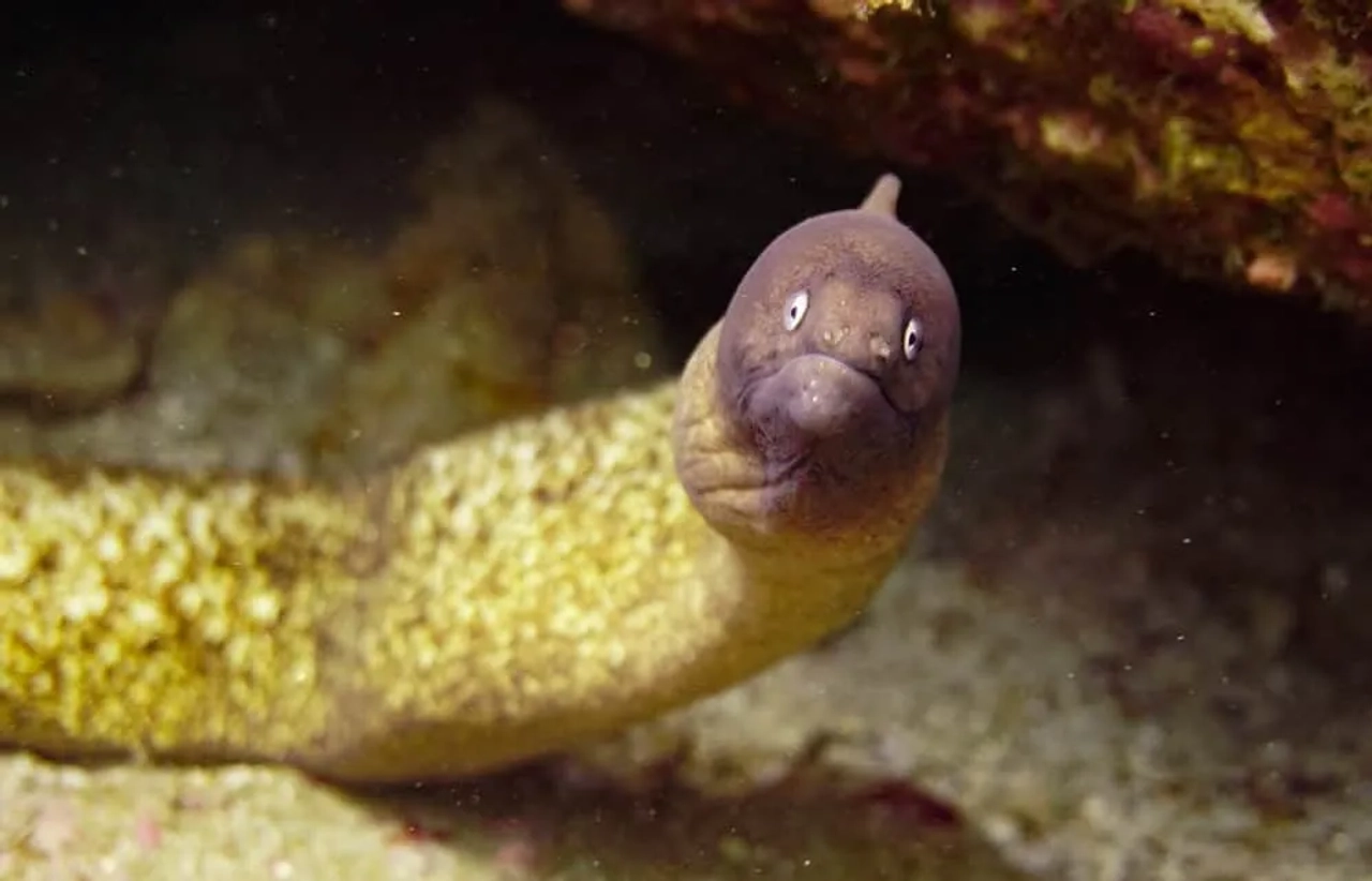 bucear en Koh Tao
