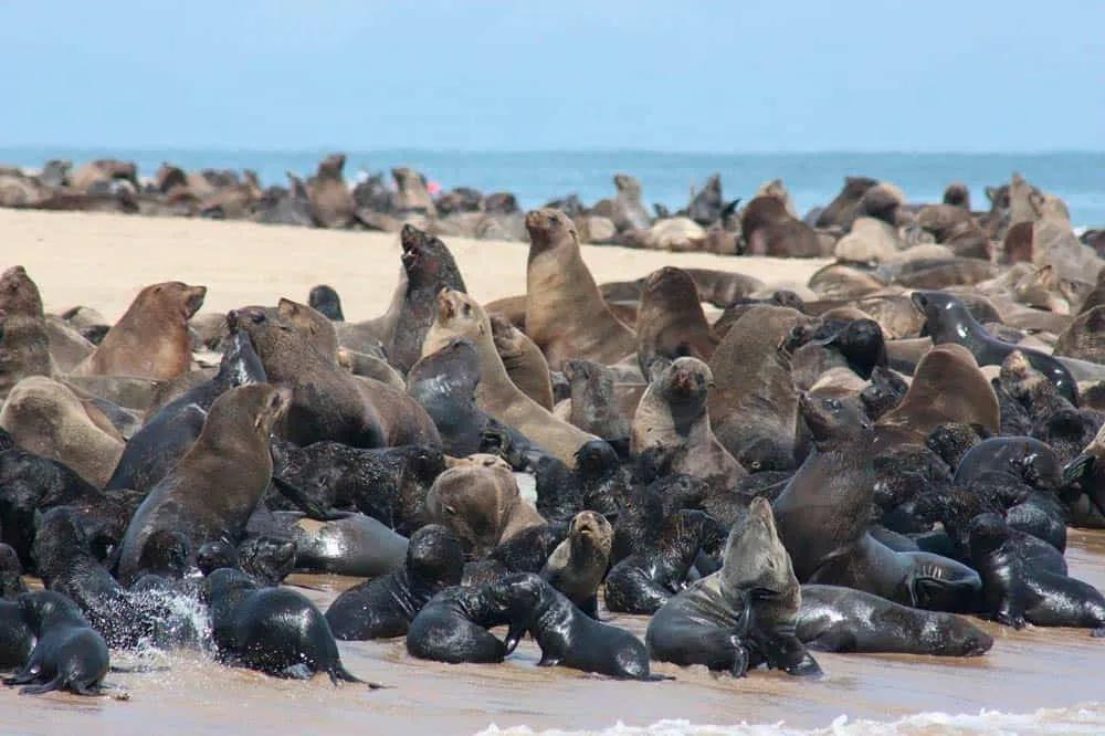 Costa de los Esqueletos, Namibia