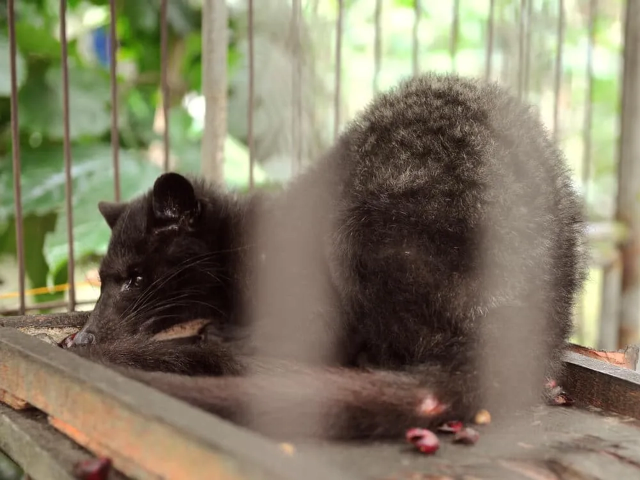 civeta acorrentado numa jaula