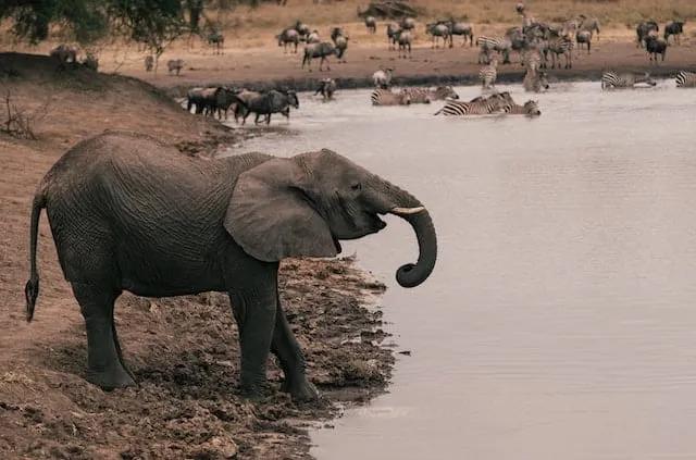 um elefante e zebras num lago no meio de um safari na tanzania
