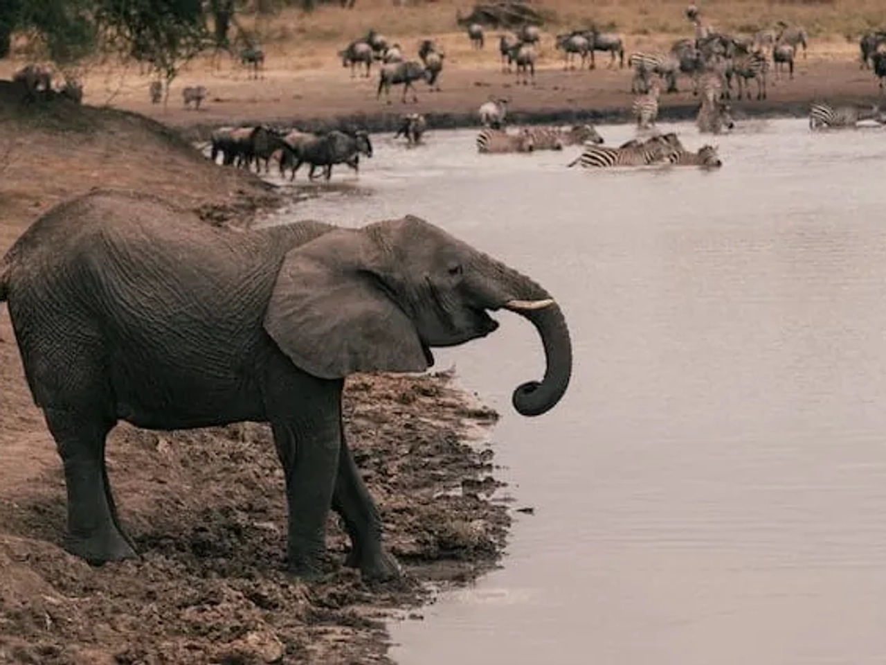 um elefante e zebras num lago no meio de um safari na tanzania
