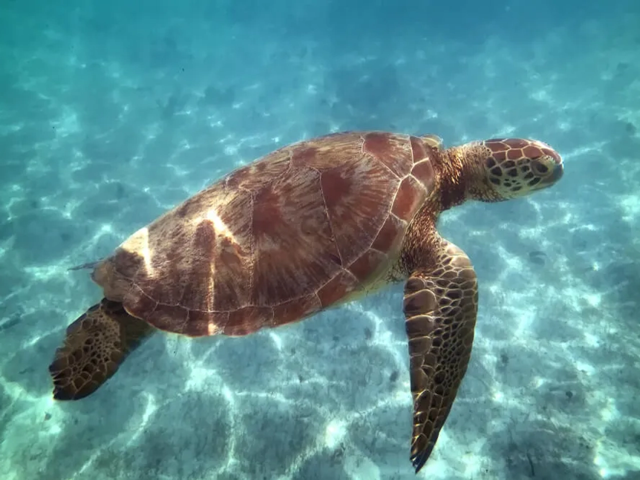 tartaruga nada debaixo de agua na costa de guadaloupe