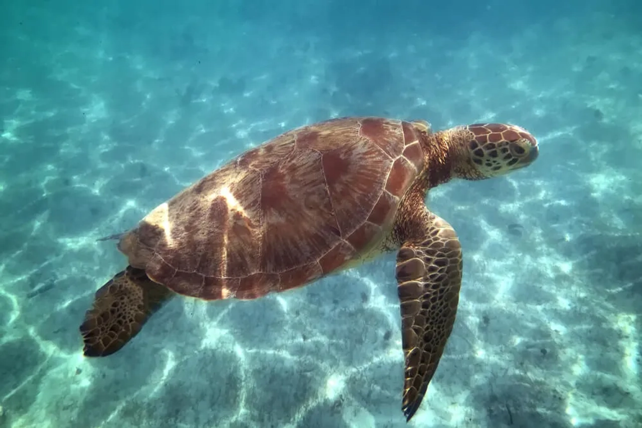 tartaruga nada debaixo de agua na costa de guadaloupe