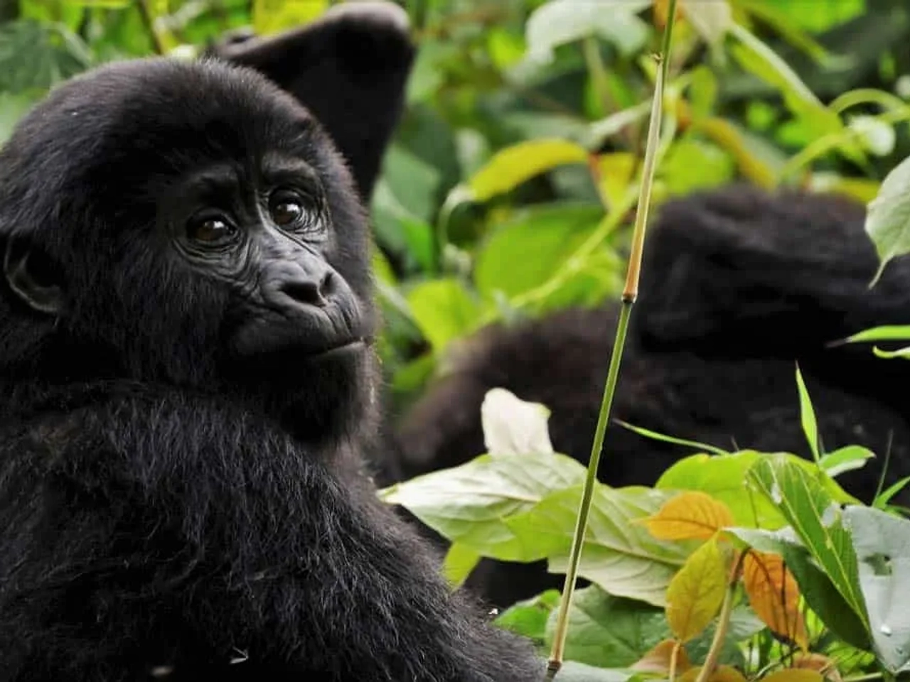 seguro de viaje a Uganda
